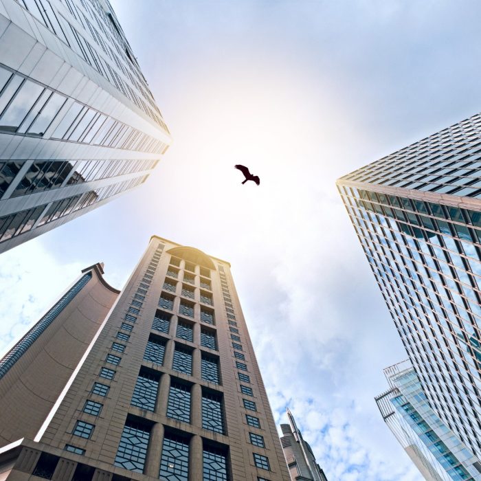 Hong Kong skyscrapers, bottom view.  Hawk soars over the tops of skyscrapers in the sunlight. Concept of secret threat to successful development. Freedom from corporate conventions