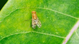 Fruitfly,  Drosophila suzukii. Adobe Stock