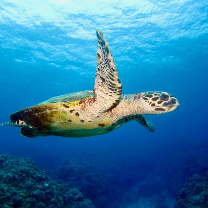 Conserve and sustainably use the oceans, seas and marine resources for sustainable development