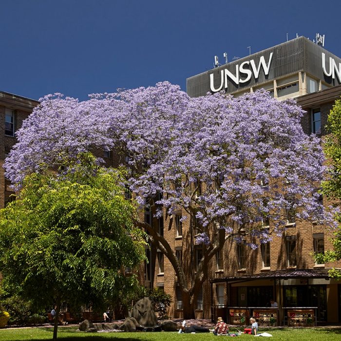 Sunny day at UNSW Kensington with large Jararanda tree in bloom