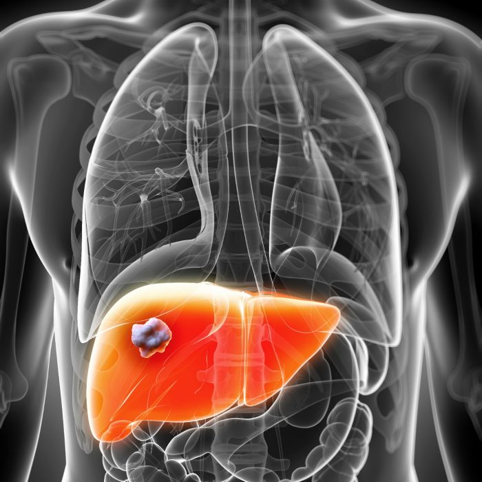 3d rendered illustration of the male liver