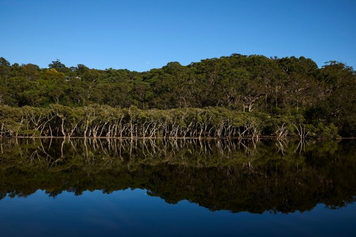 Mangroves-Project-Halophyte