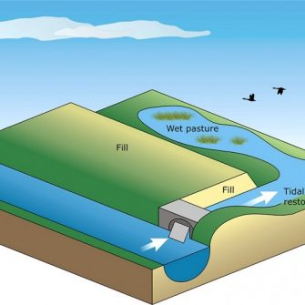 Illustration by Anna Blacka, UNSW Water Research Laboratory