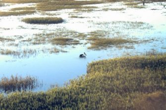 Tomago Wetland restoration project