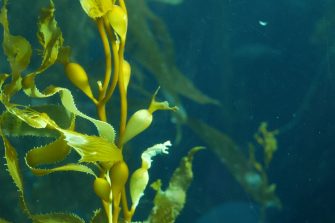 Kelp Forest Alliance