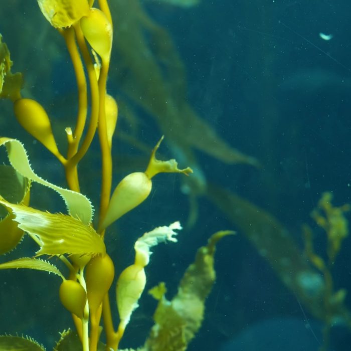 Underwater seamless looped close up of swaying Giant Kelp forest. Sun rays through jade green Seaweed leaves. Diving, Aquarium and Marine concept. Sunlight pierces emerald vibrant exotic Ocean plant.