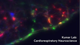 Kumar Group: Cardiorespiratory Neuroscience