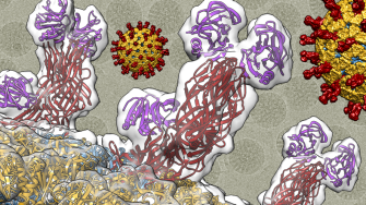 Luque Group: Viral Macromolecular Structures