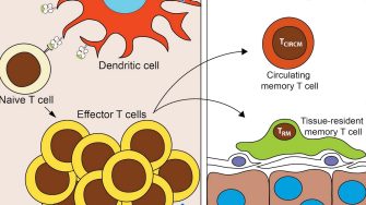 Biomedical Sciences - Fernandez-Ruiz Group