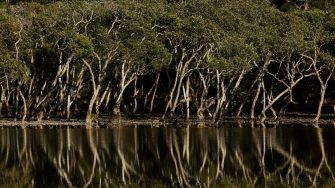 Mangroves. Project Halophyte