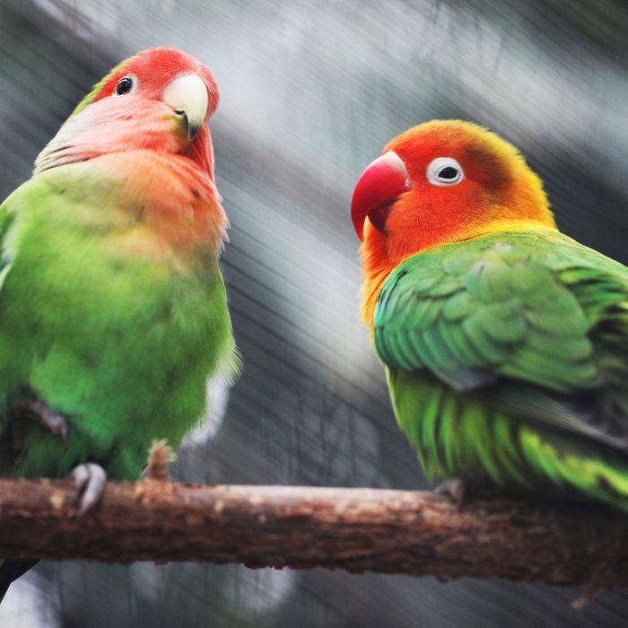 two colourful birds next to each other on branch