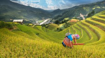 This image shows a stepped rice terrace with mountains in the background. In the foreground, a woman dressed in pink and blue clothing is tending to the rice.