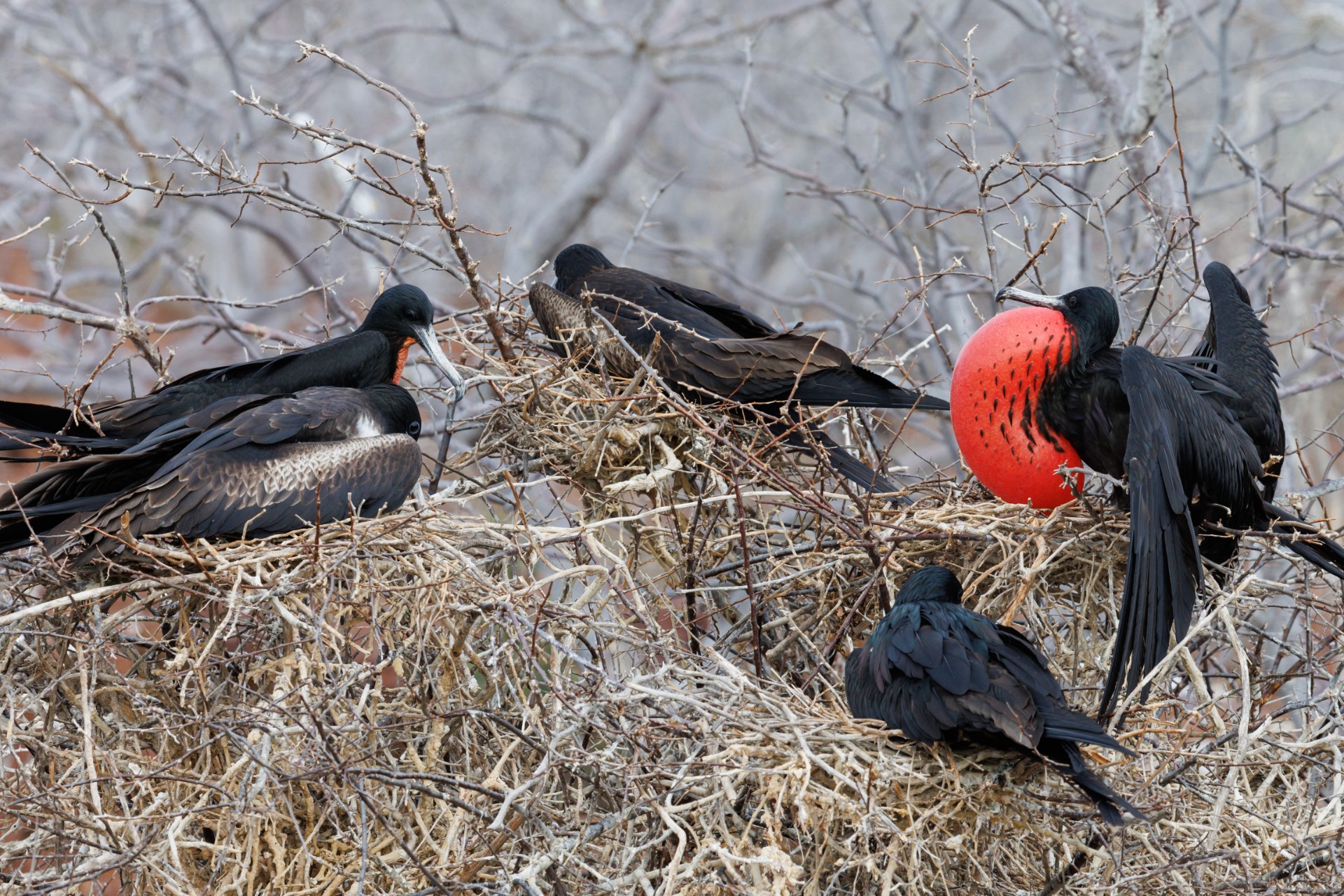 several black great frigatebird (Fregata minor) sitting on tree