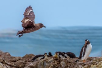 several black great frigatebird (Fregata minor) sitting on tree