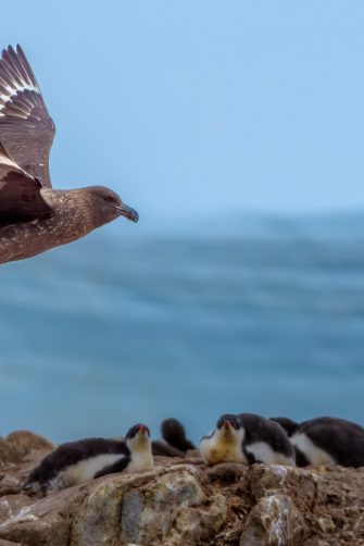 several black great frigatebird (Fregata minor) sitting on tree