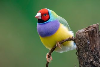 Closeup of a colourful Gouldian finch (Chloebia gouldiae) standing on a narrow branch