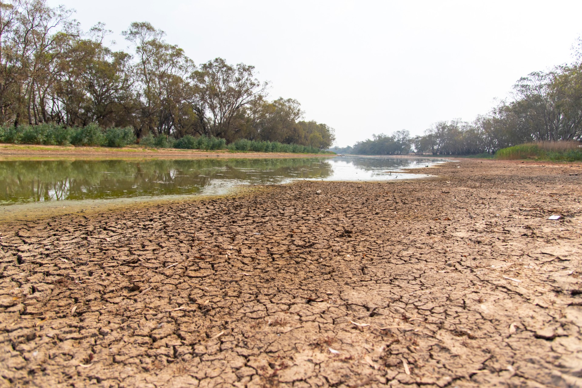 A drought river with cracking mud at its edges, a parched landscape.