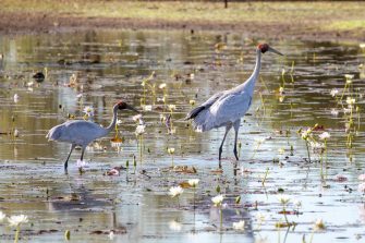 Two brolgas wade through water lilies in wetlands 