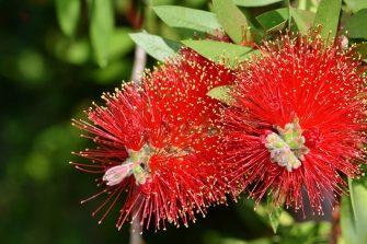 A red colour spiky bottlebrush bush (Callistemon)