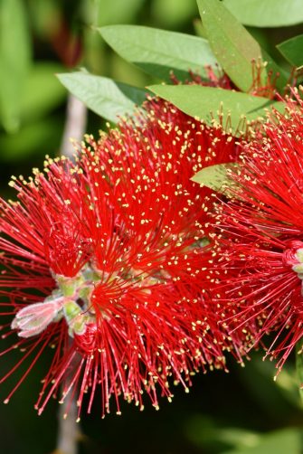 A red colour spiky bottlebrush bush (Callistemon)