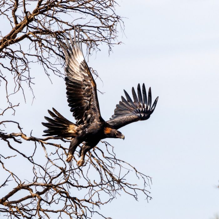 Australian Wedge-tailed Eagle (Aquila audax) flying from a tree