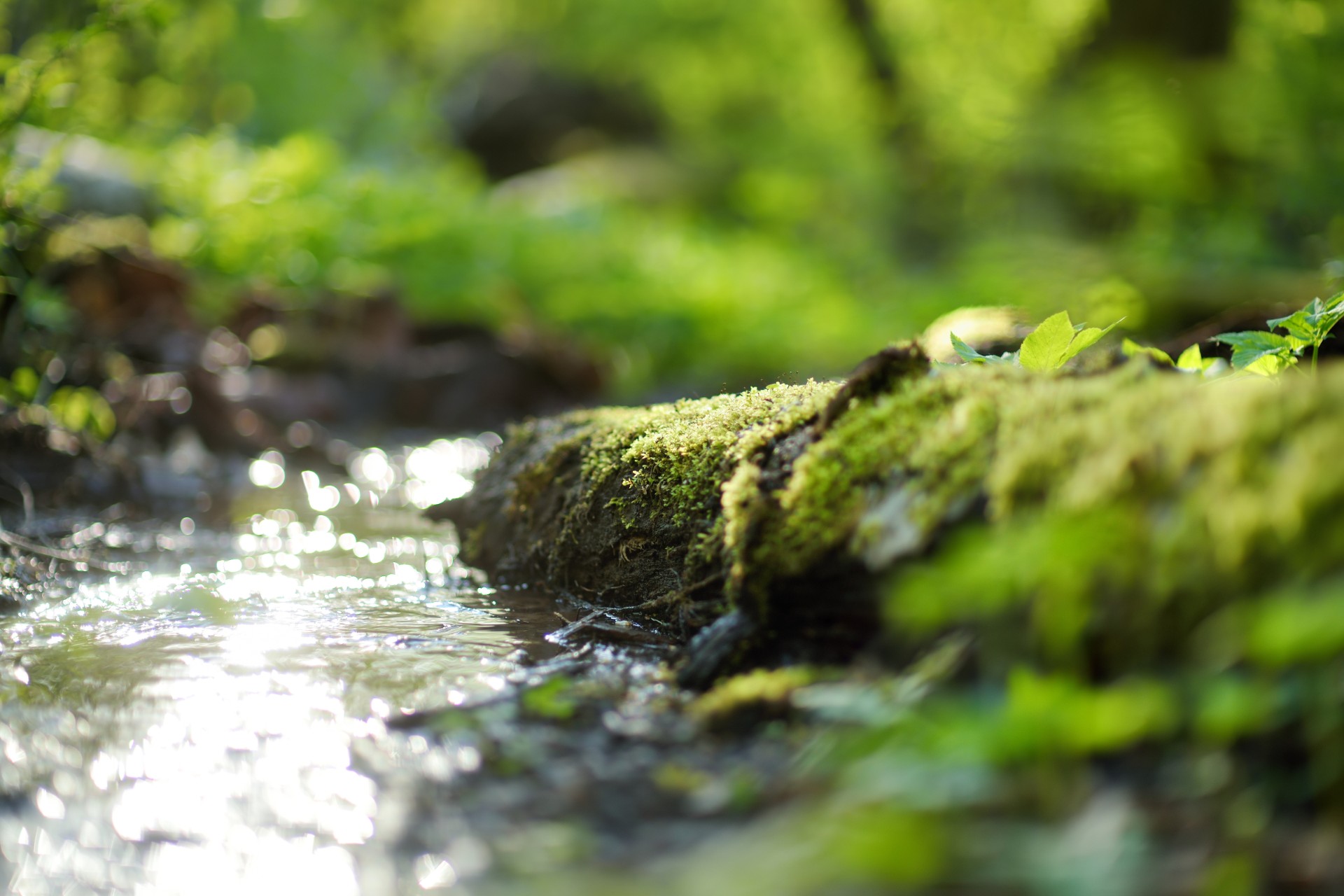 Narrow stream winding throught the dense green forest in early spring