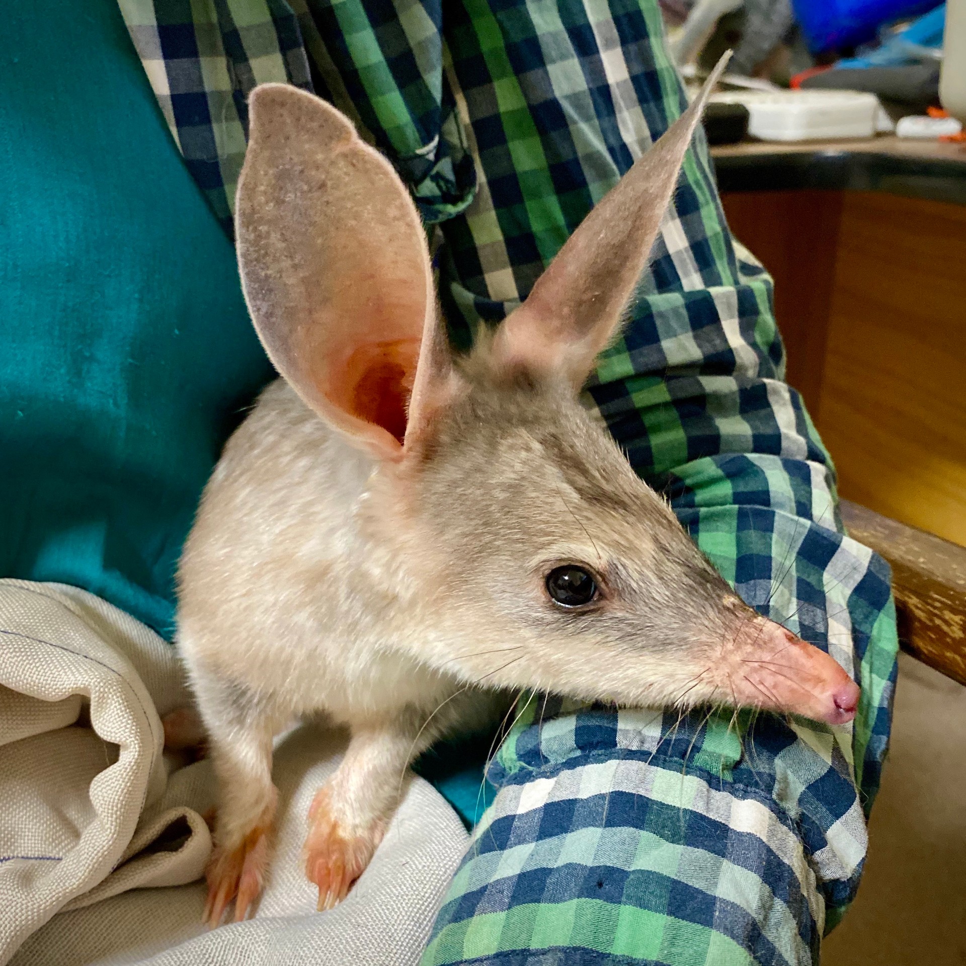 A curoius bilby in captivity under care