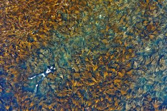 An arial view of a coastal forest of kelp with diver floating on the surface of the water