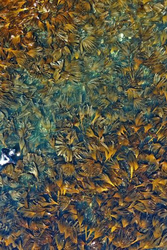 An arial view of a coastal forest of kelp with diver floating on the surface of the water