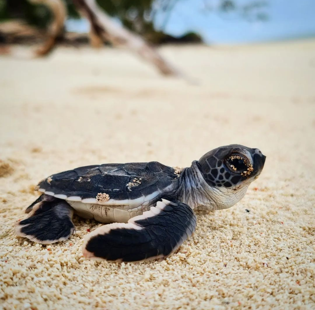 A turtle hatchling on the sand