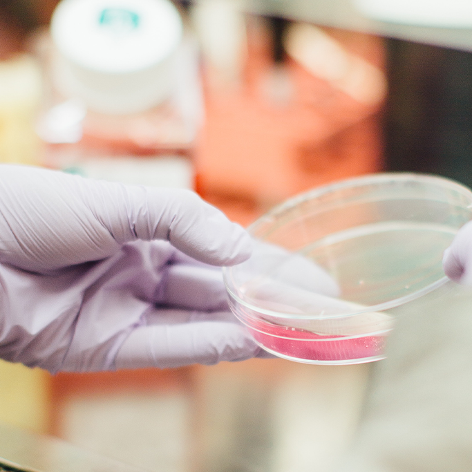 Gloved hands tilting a petri dish with pink liquid