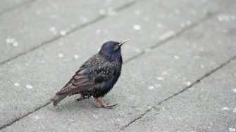 Common starling bird on a pavement