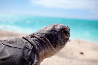 A turtle hatchling on the sand