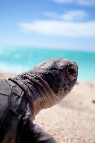 A turtle hatchling on the sand