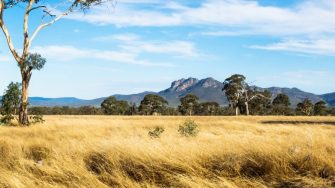 Grassland landscape in the bush with Grampians mountains in the background and blue sky, Victoria, Australia