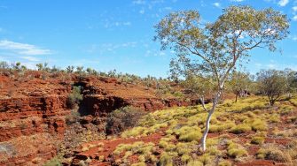 Green tree and red rocky ground at Karijini, Australia