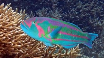 Thalassoma purpureum - Surge wrasse