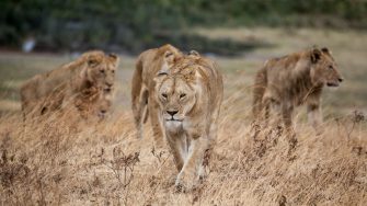 Pride of lion walking on dried grass 