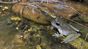 Litoria booroolongensis