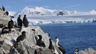 antarctic blue eyed shag