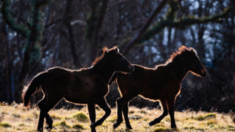 horses