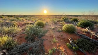 Sun at Wild Deserts