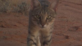 Cat in outback