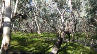 macquarie marshes