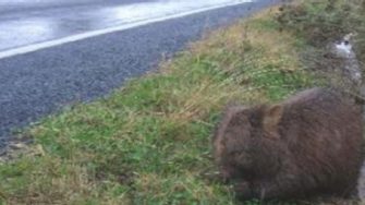 wombat next to road
