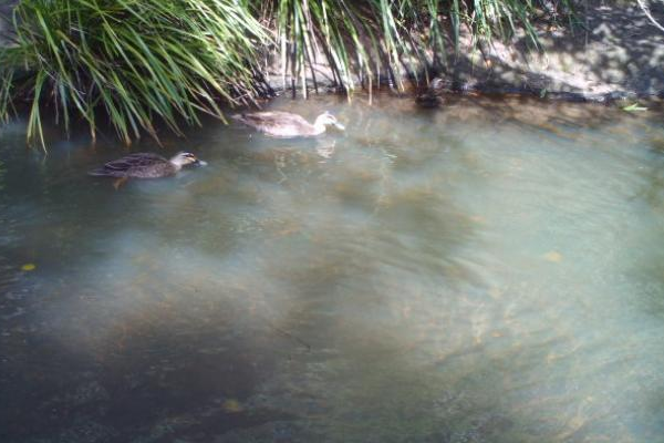 ducks in river