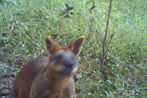 wallaby up close