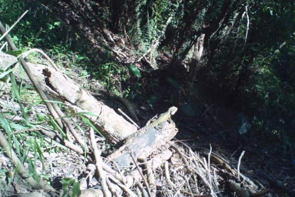 dead tree on ground