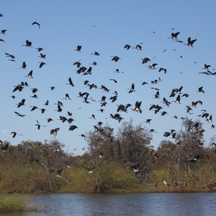 lowbidgee wetlands