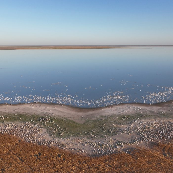 Edge of Narran Lakes showing vast numbers of white Australian Pelicans in the blue water and sandy-coloured land